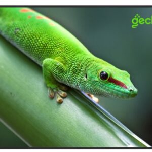 Панель Geckotouch 43DH