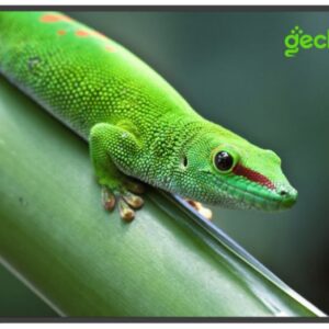 Панель Geckotouch 75DF