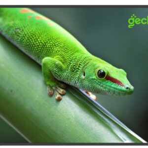 Панель Geckotouch 65DF